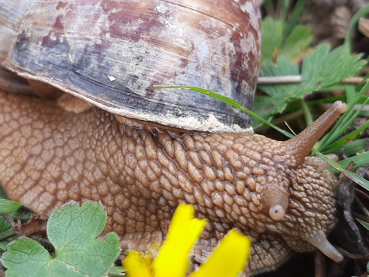 Helix lucorum