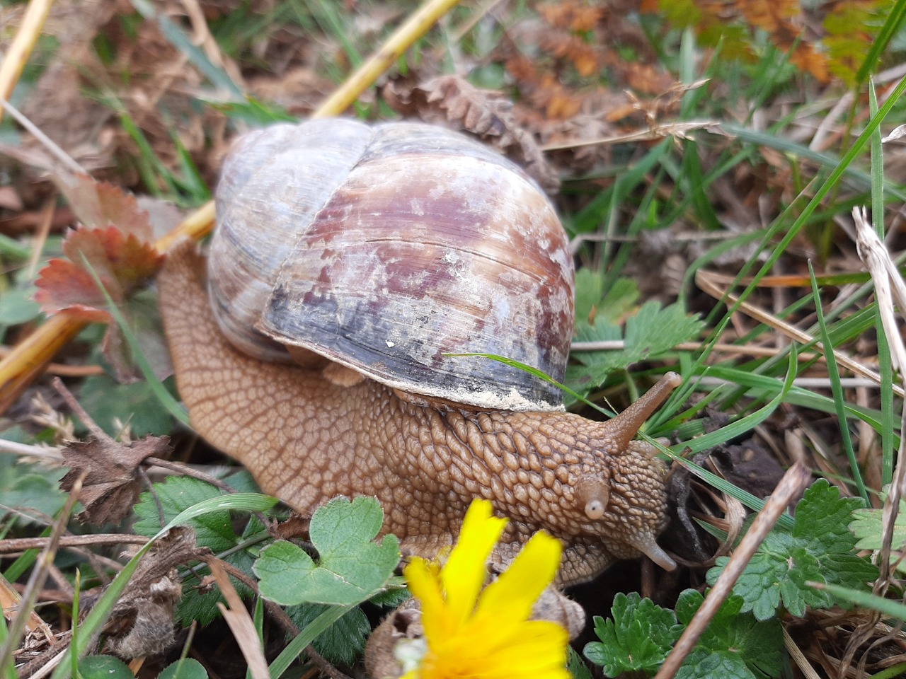 Helix lucorum