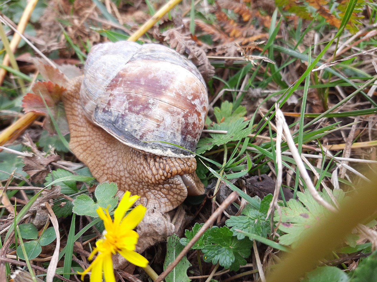 Helix lucorum