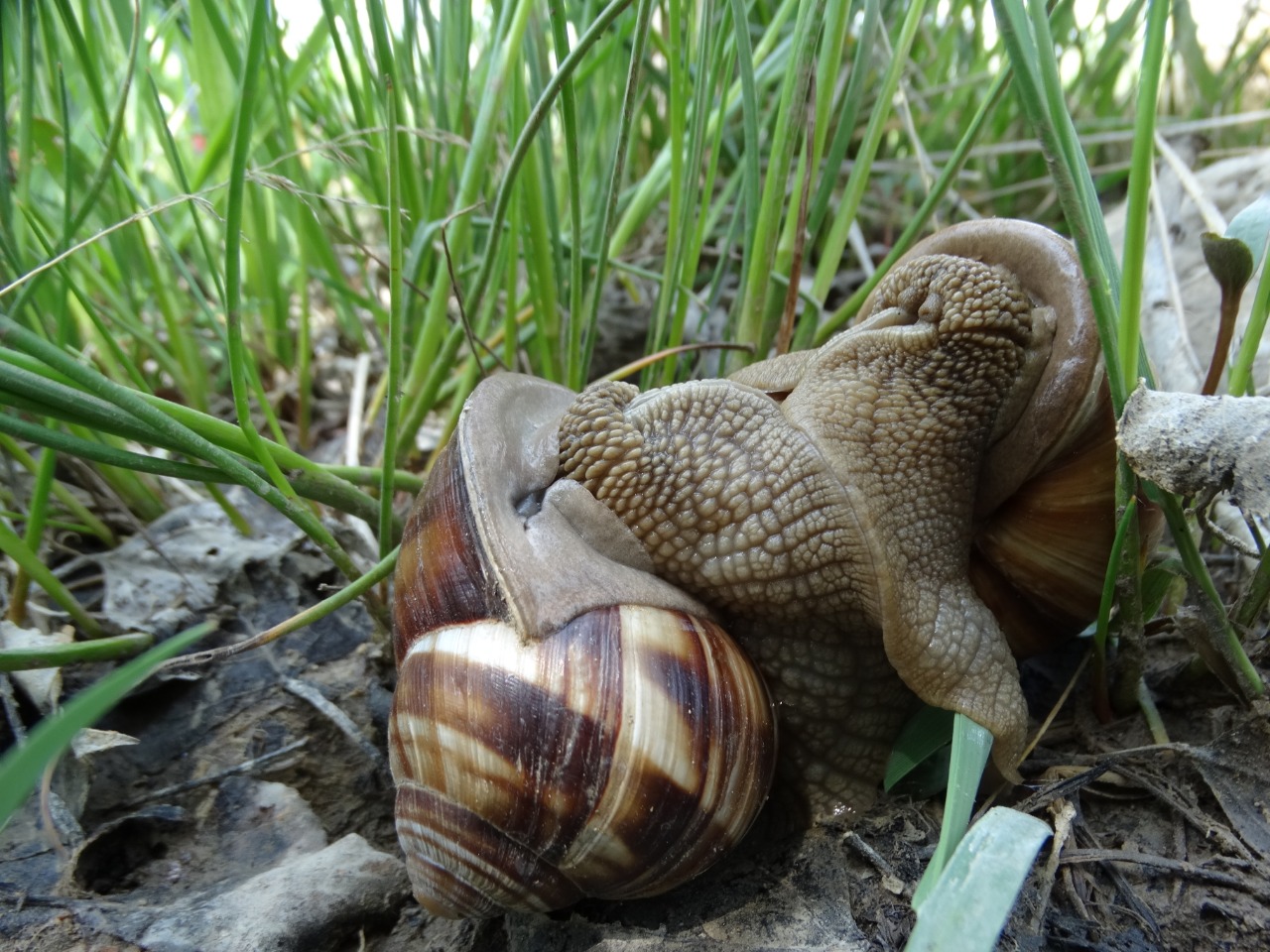 Helix lucorum