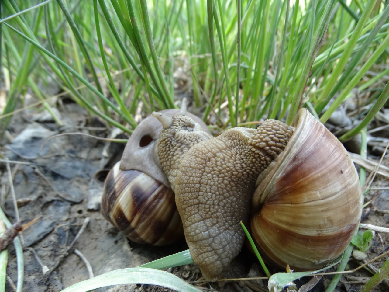 Helix lucorum