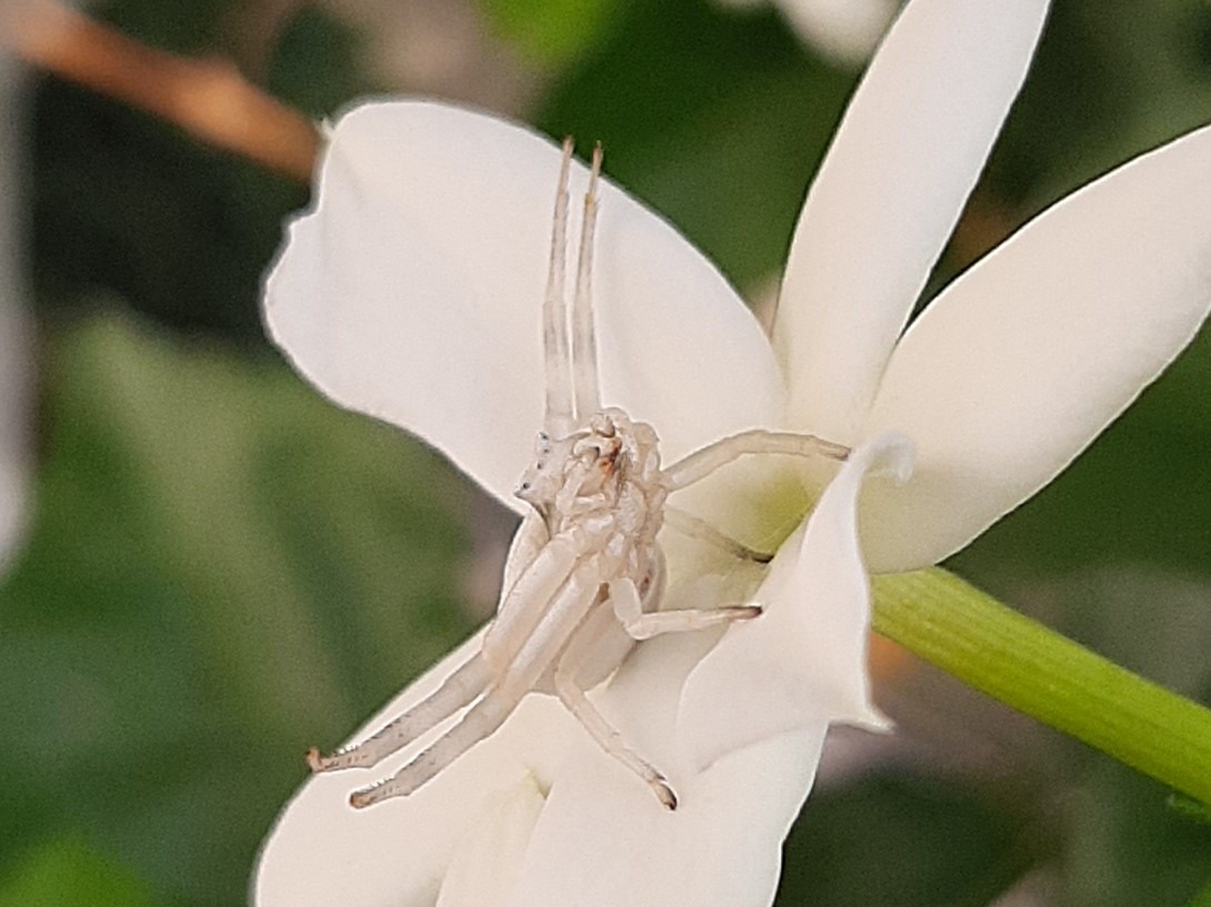 Thomisus onustus