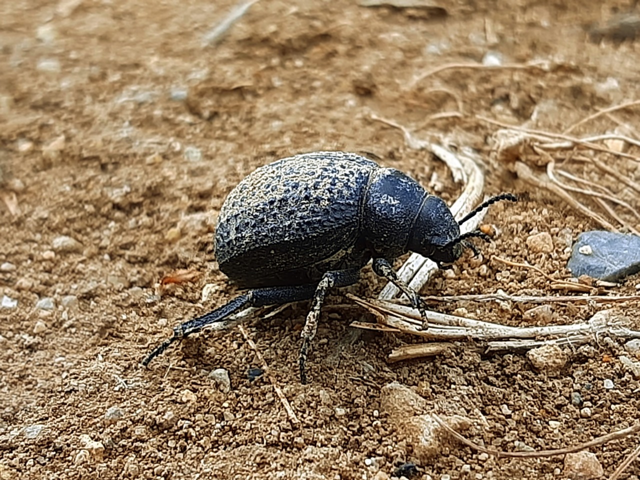 Pimelia subglobosa