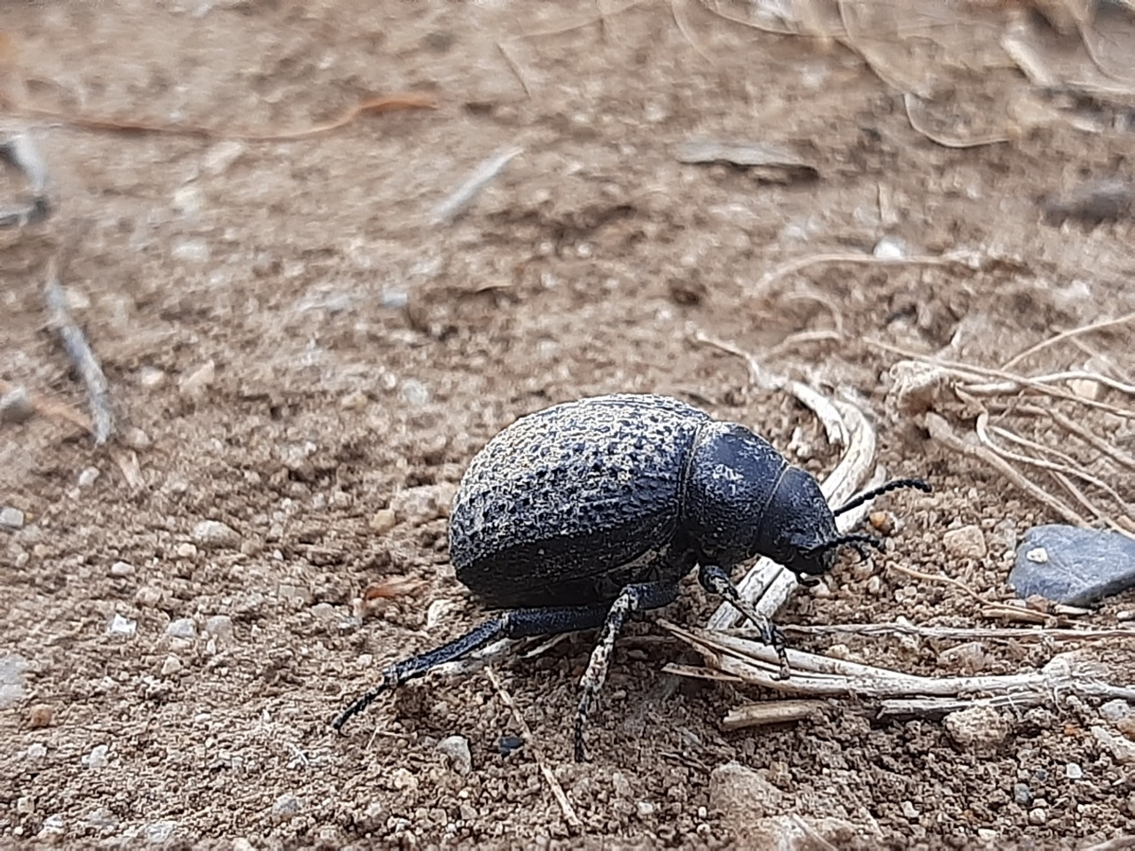 Pimelia subglobosa