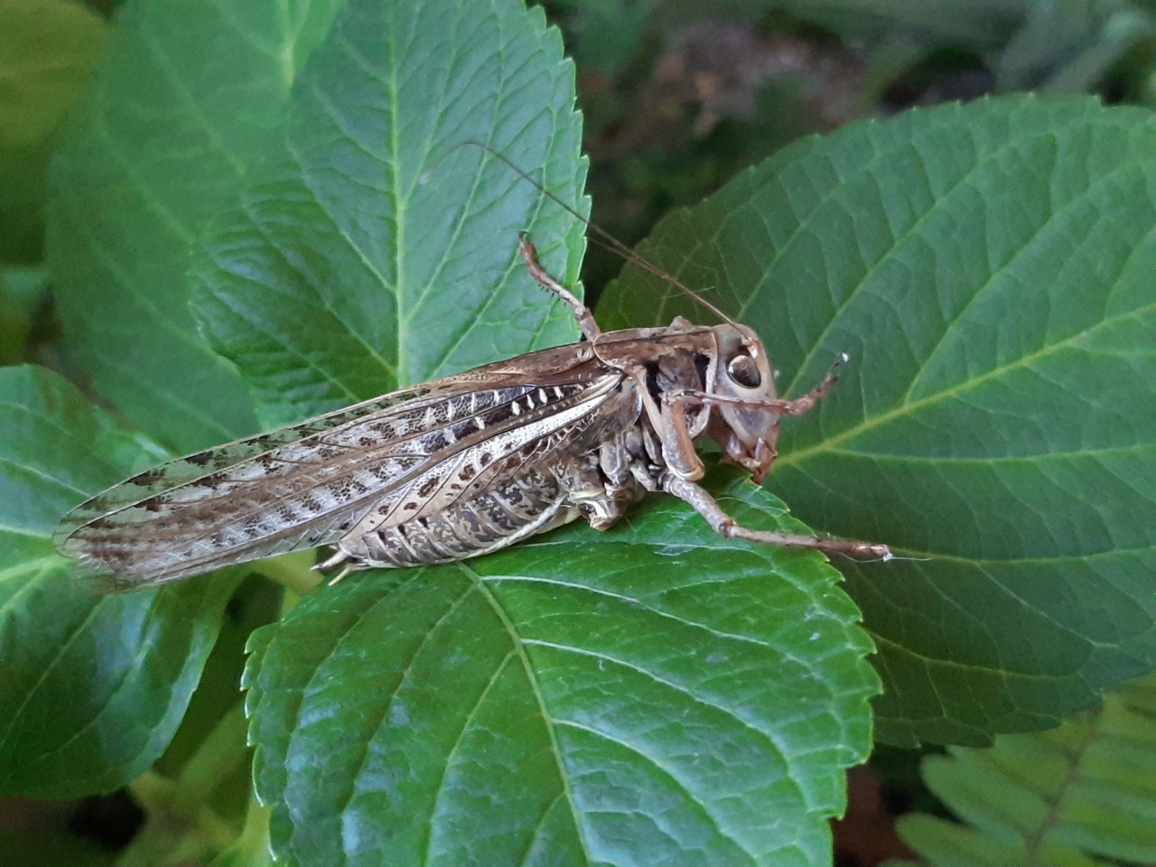 Decticus albifrons