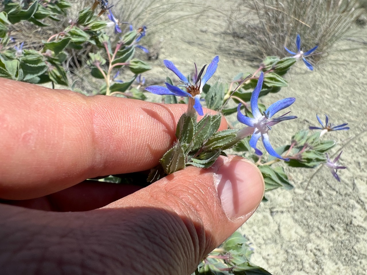 Caccinia macranthera