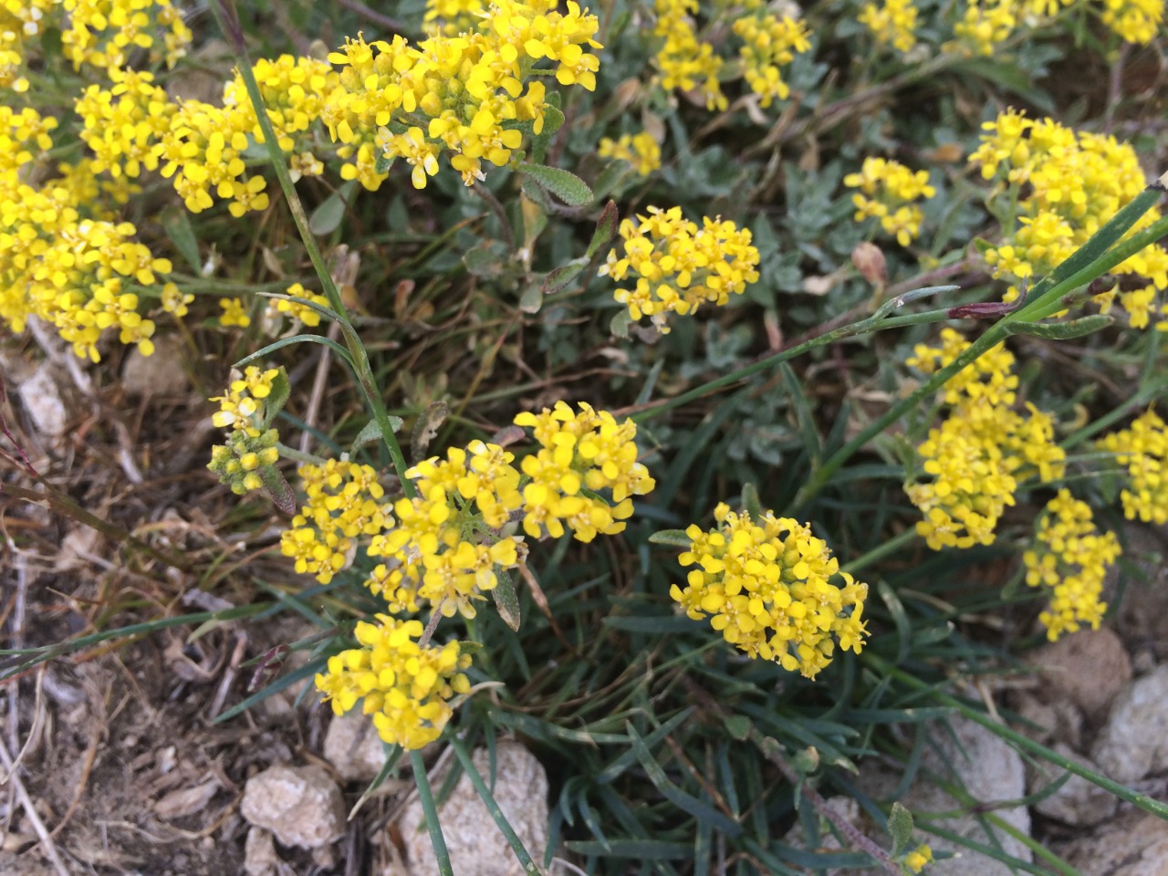 Odontarrhena muralis