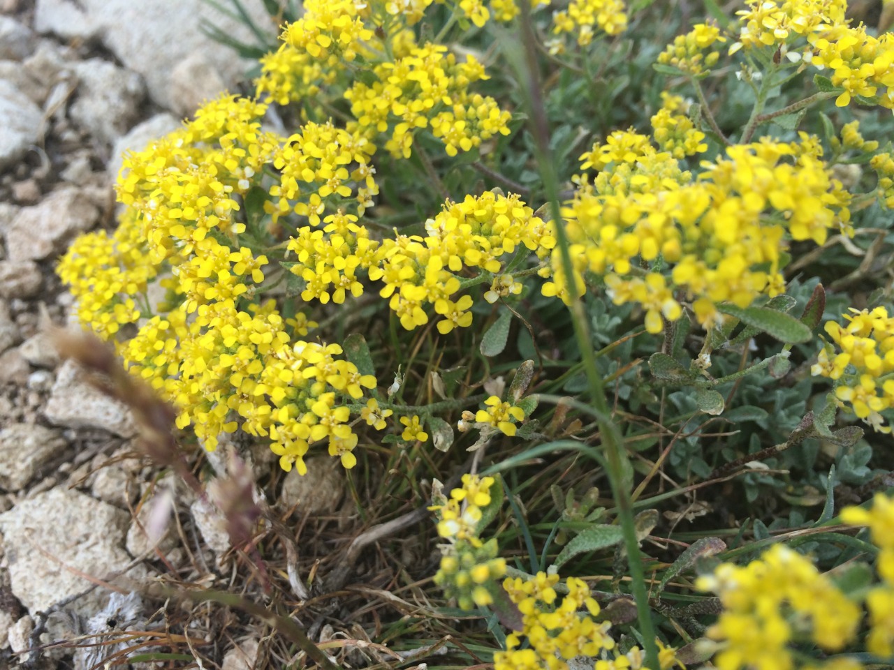 Odontarrhena muralis