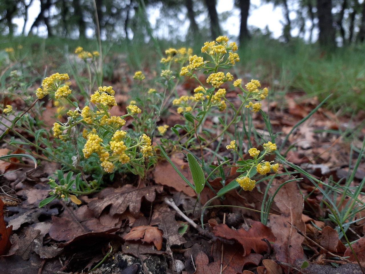 Odontarrhena muralis