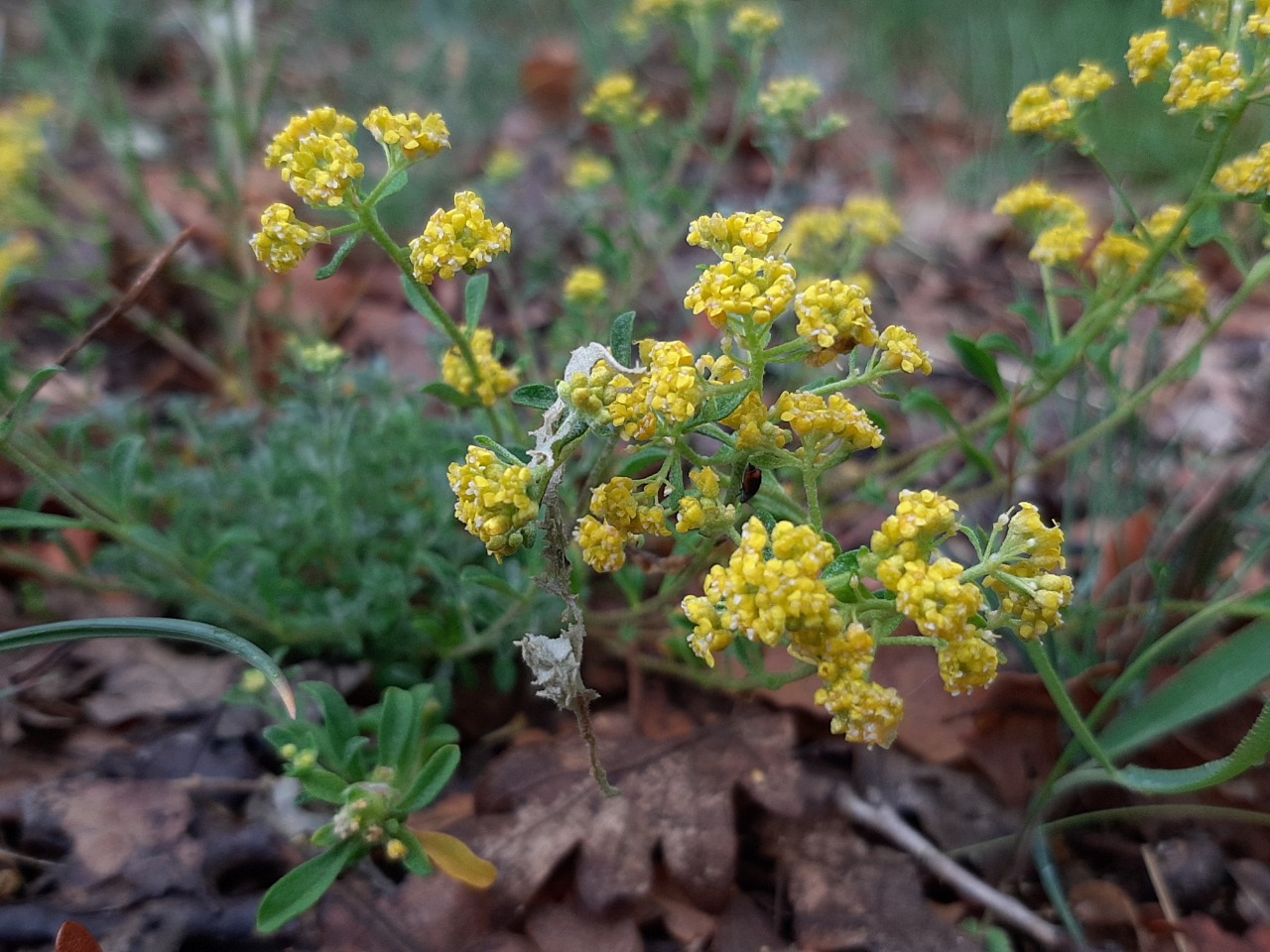 Odontarrhena muralis