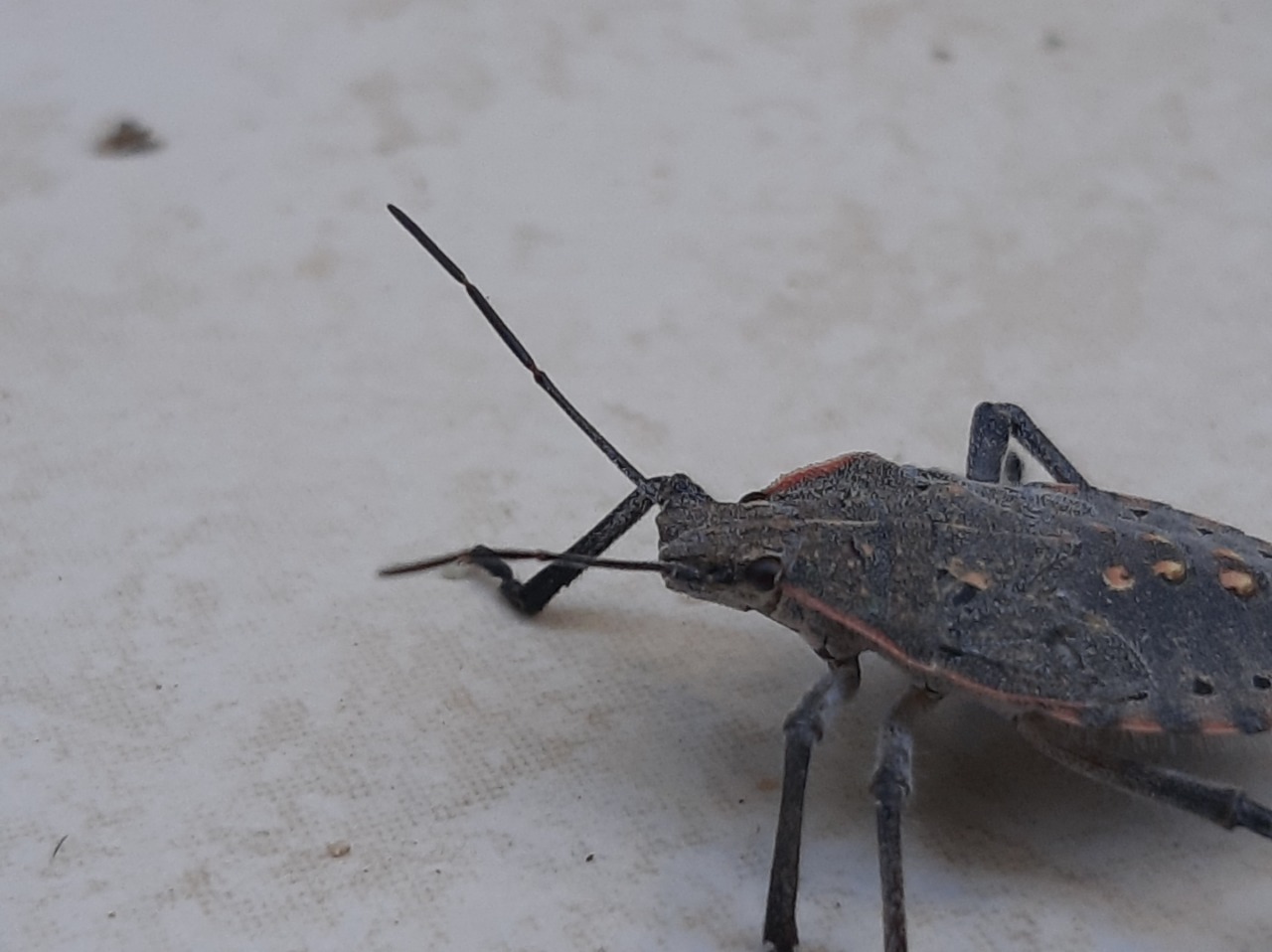 Apodiphus amygdali