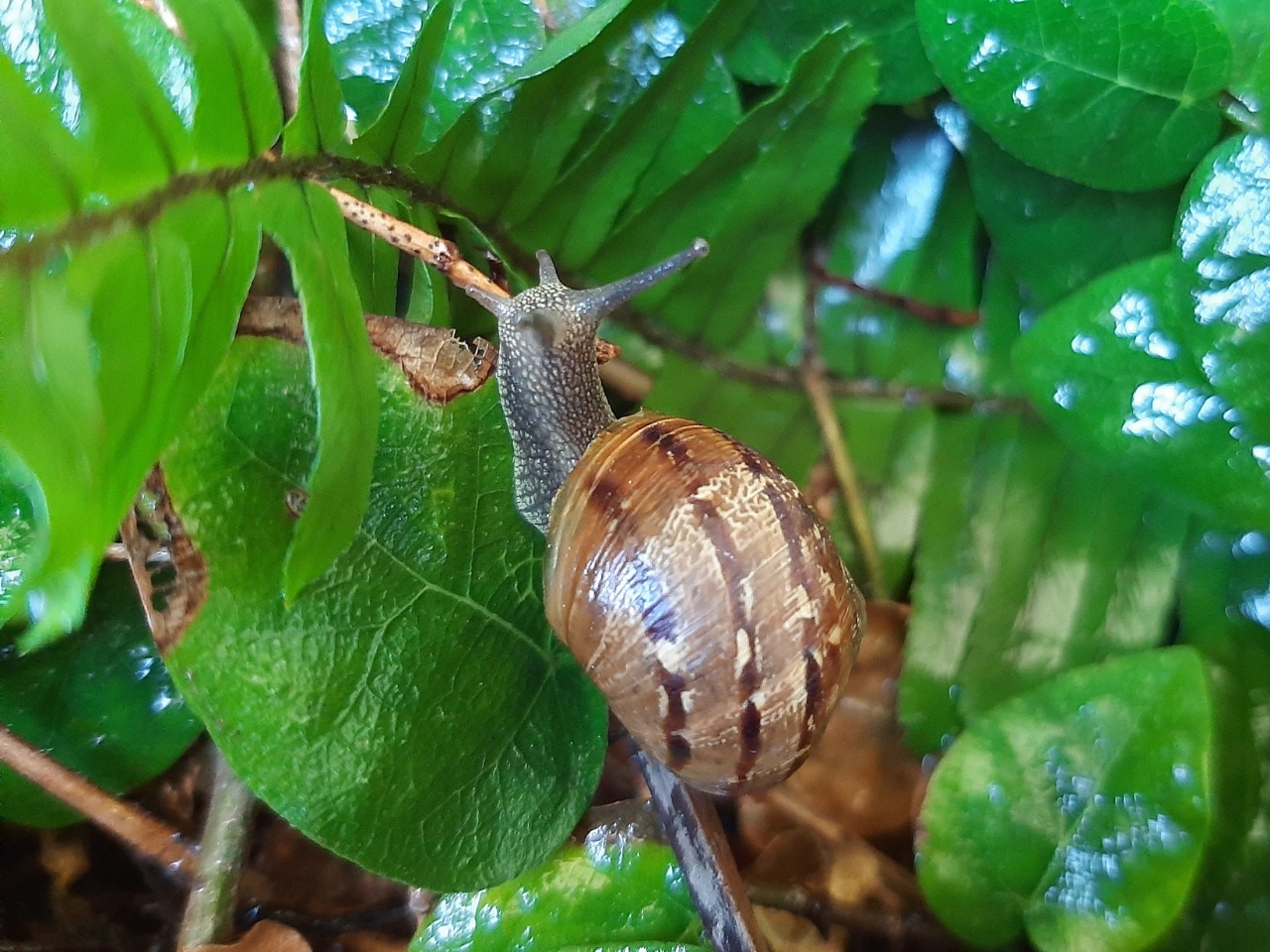 Cornu aspersum