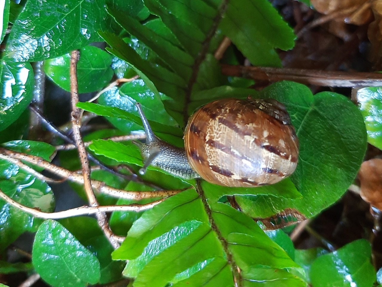 Cornu aspersum