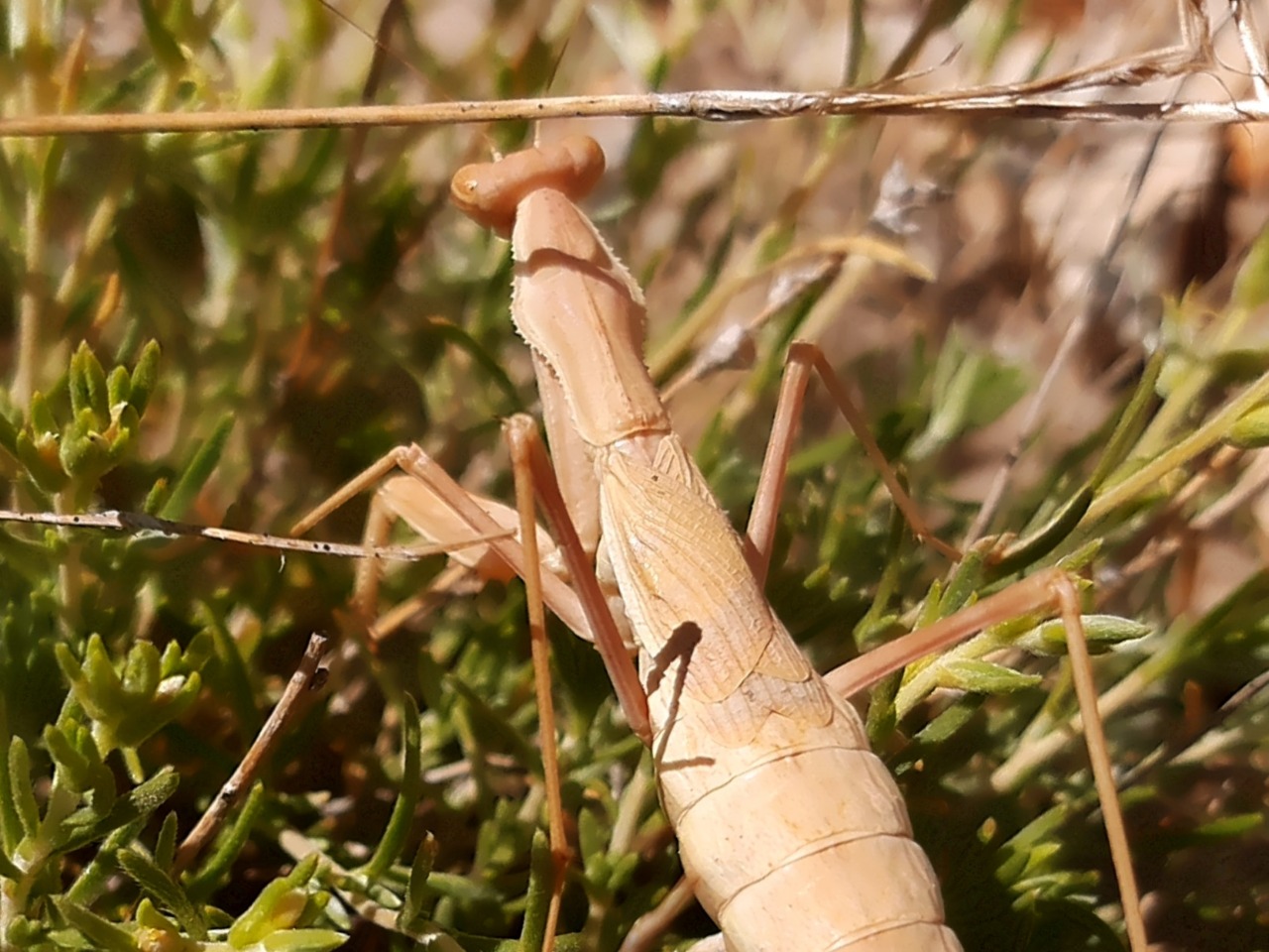 Bolivaria brachyptera
