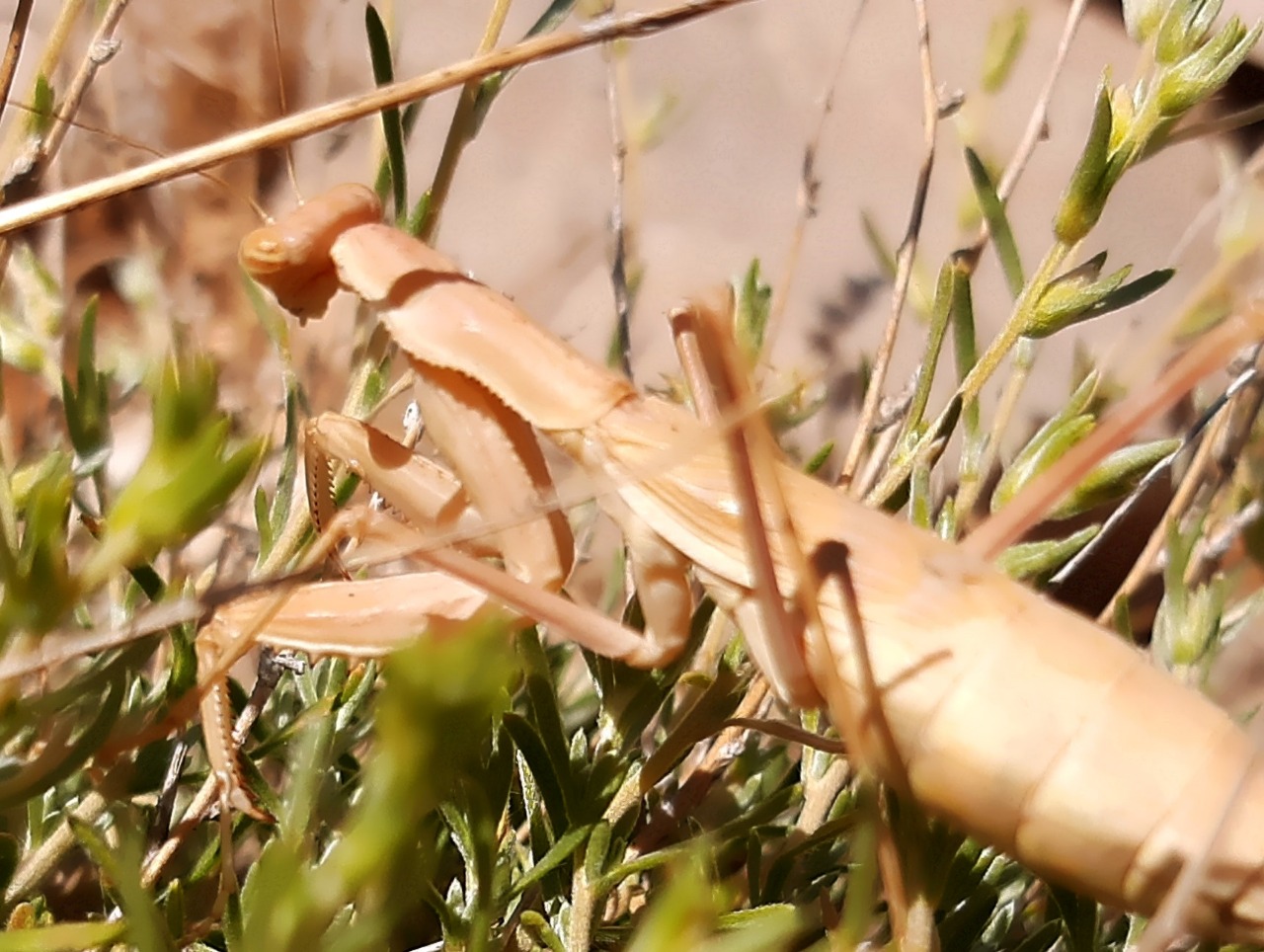 Bolivaria brachyptera