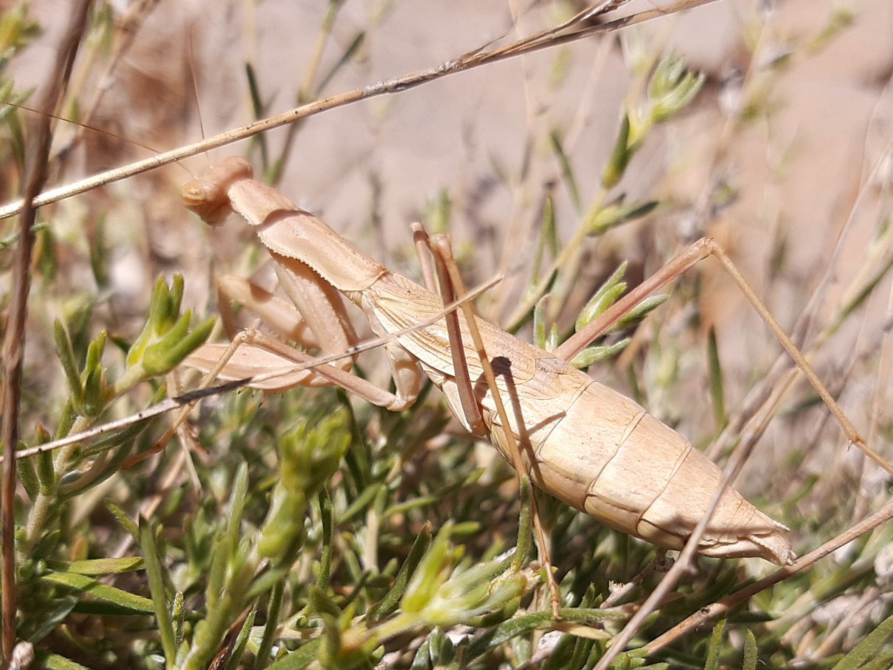 Bolivaria brachyptera