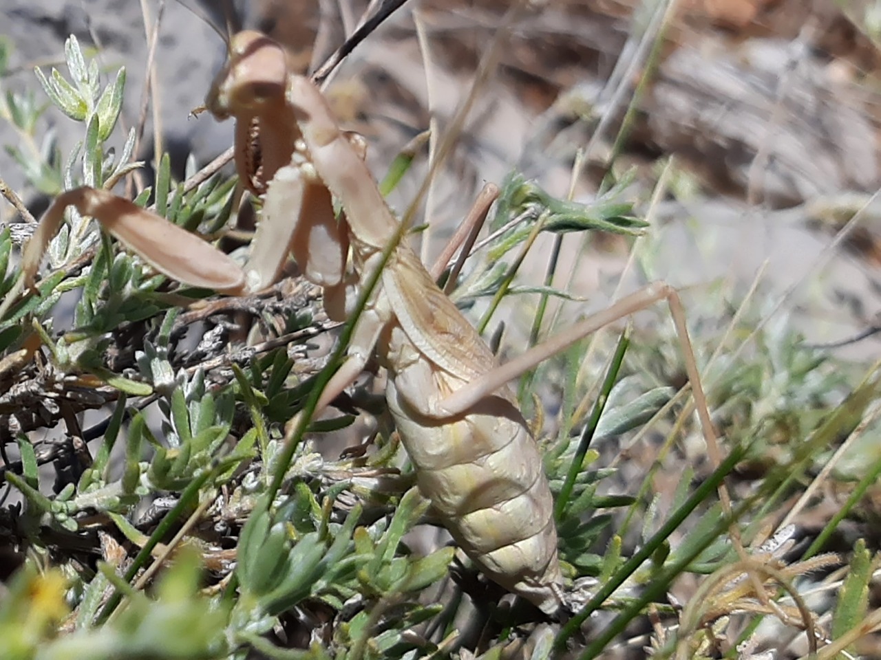 Bolivaria brachyptera