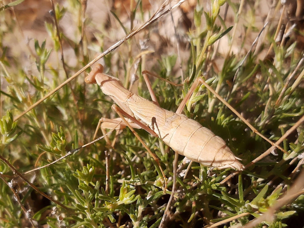 Bolivaria brachyptera