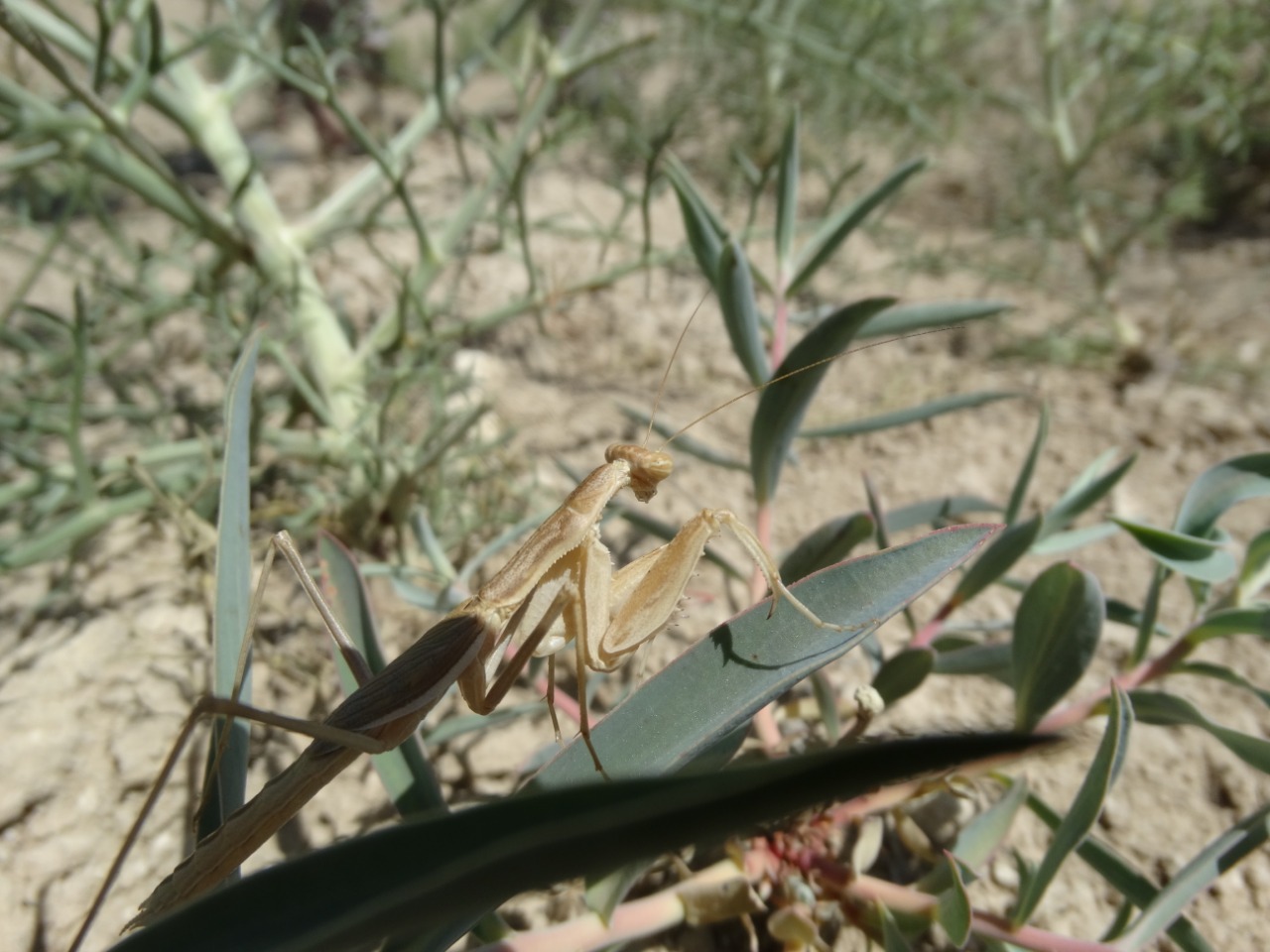 Bolivaria brachyptera