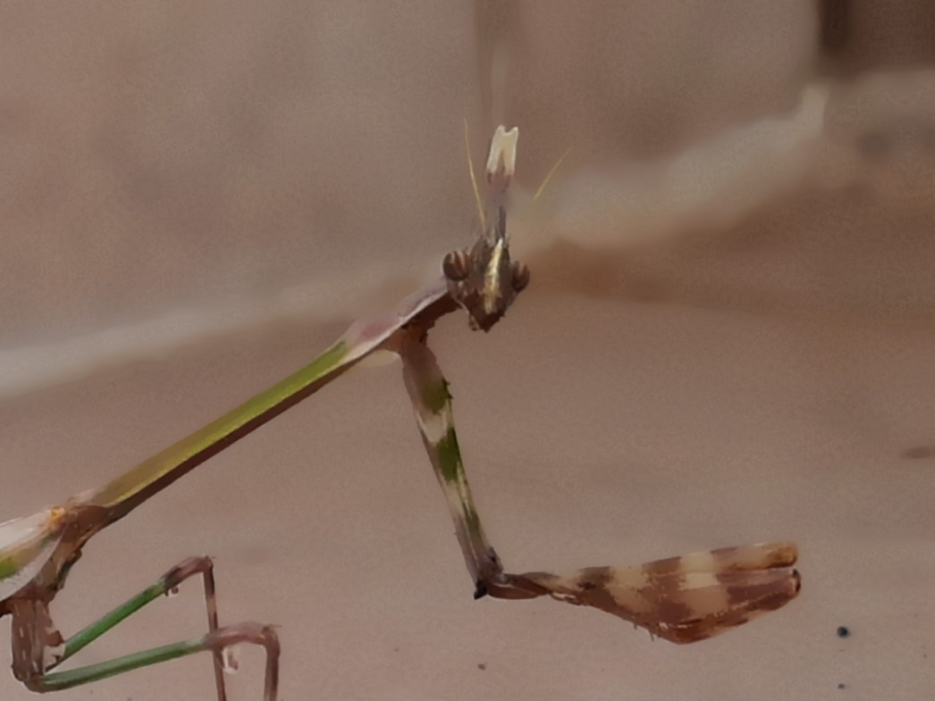 Empusa fasciata