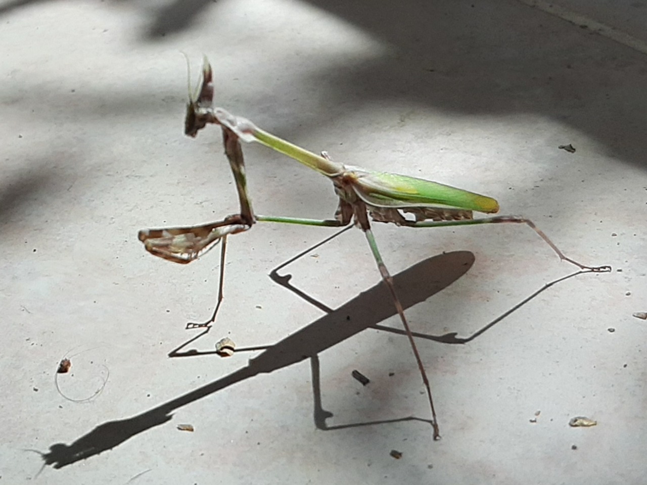 Empusa fasciata