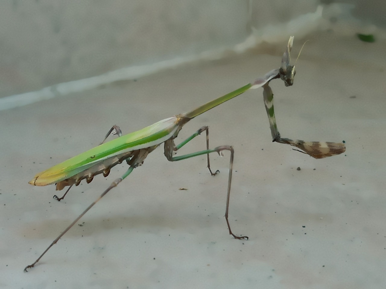 Empusa fasciata