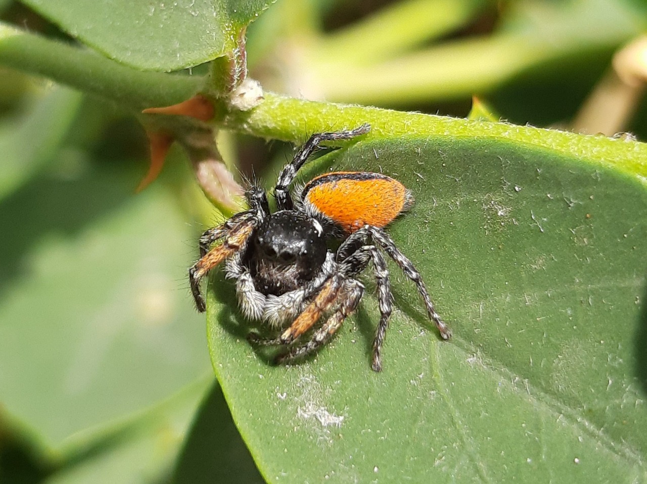 Philaeus chrysops