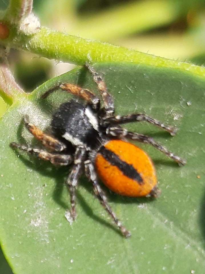 Philaeus chrysops