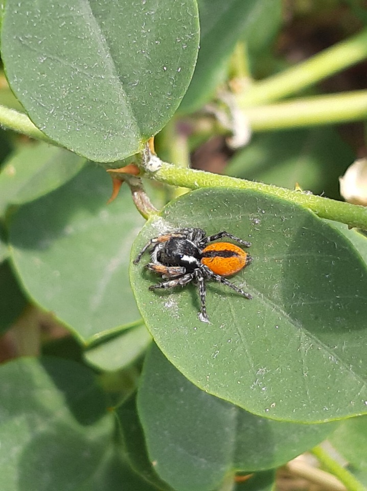 Philaeus chrysops