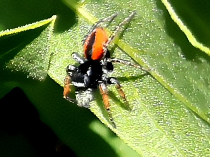 Philaeus chrysops