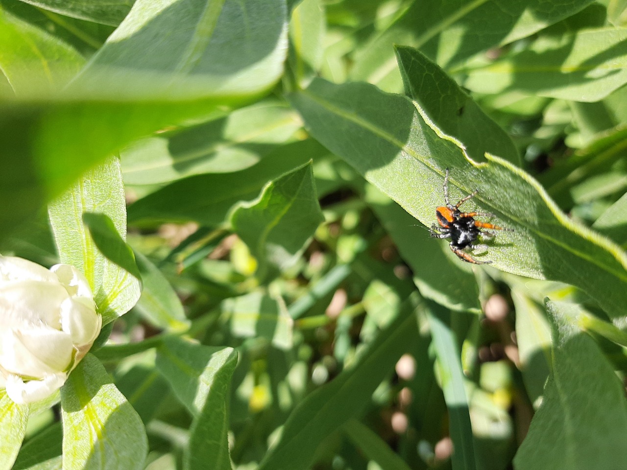 Philaeus chrysops