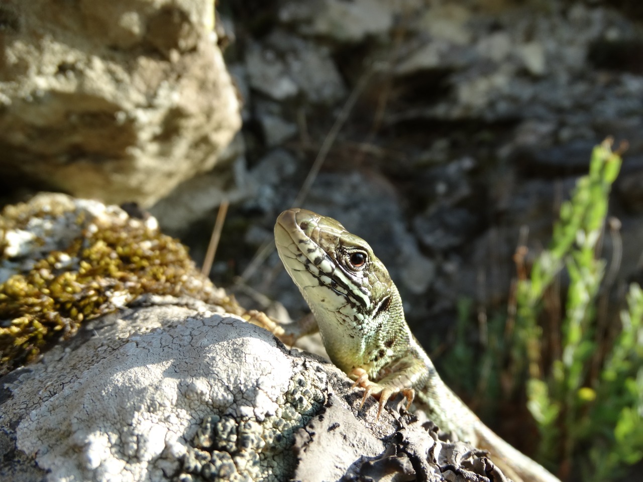 Lacerta viridis