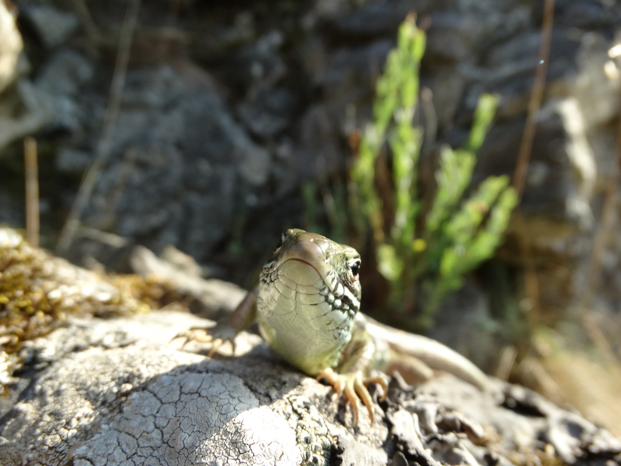 Lacerta viridis