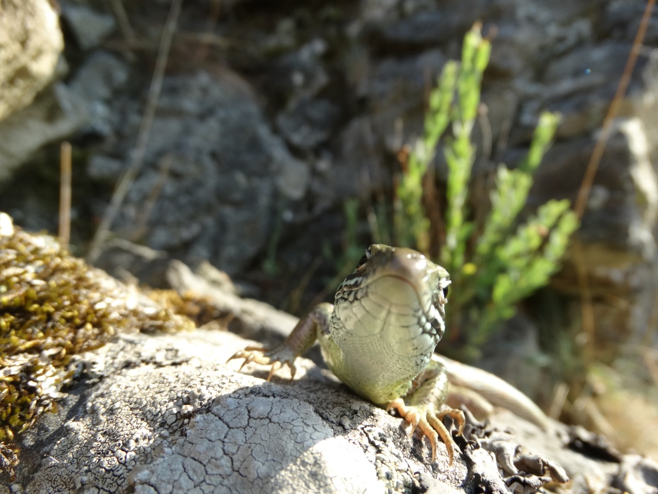 Lacerta viridis