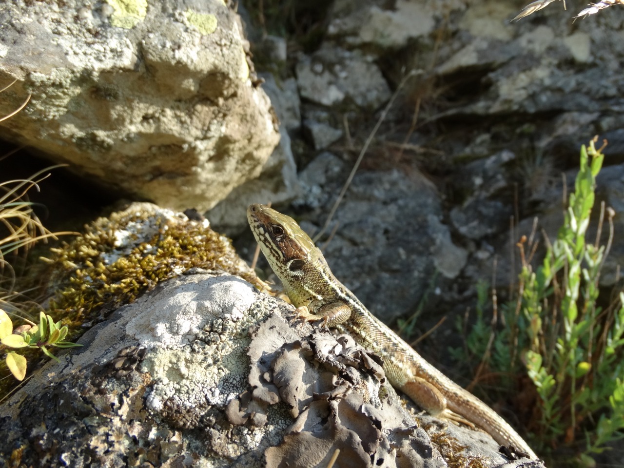 Lacerta viridis