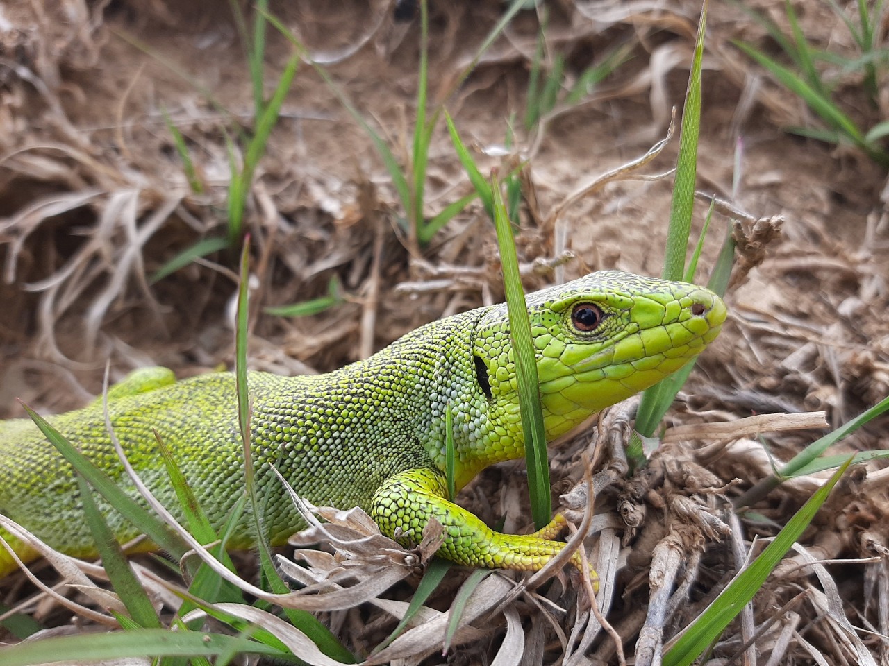 Lacerta diplochondrodes