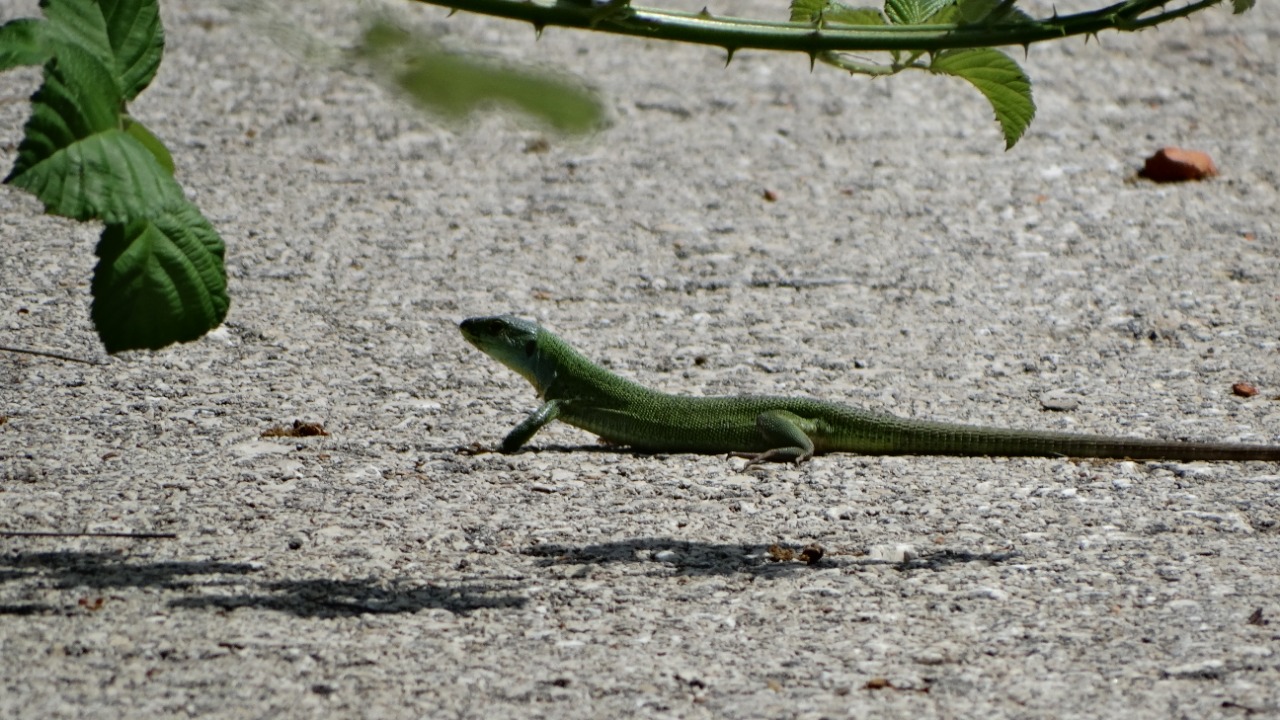 Lacerta diplochondrodes