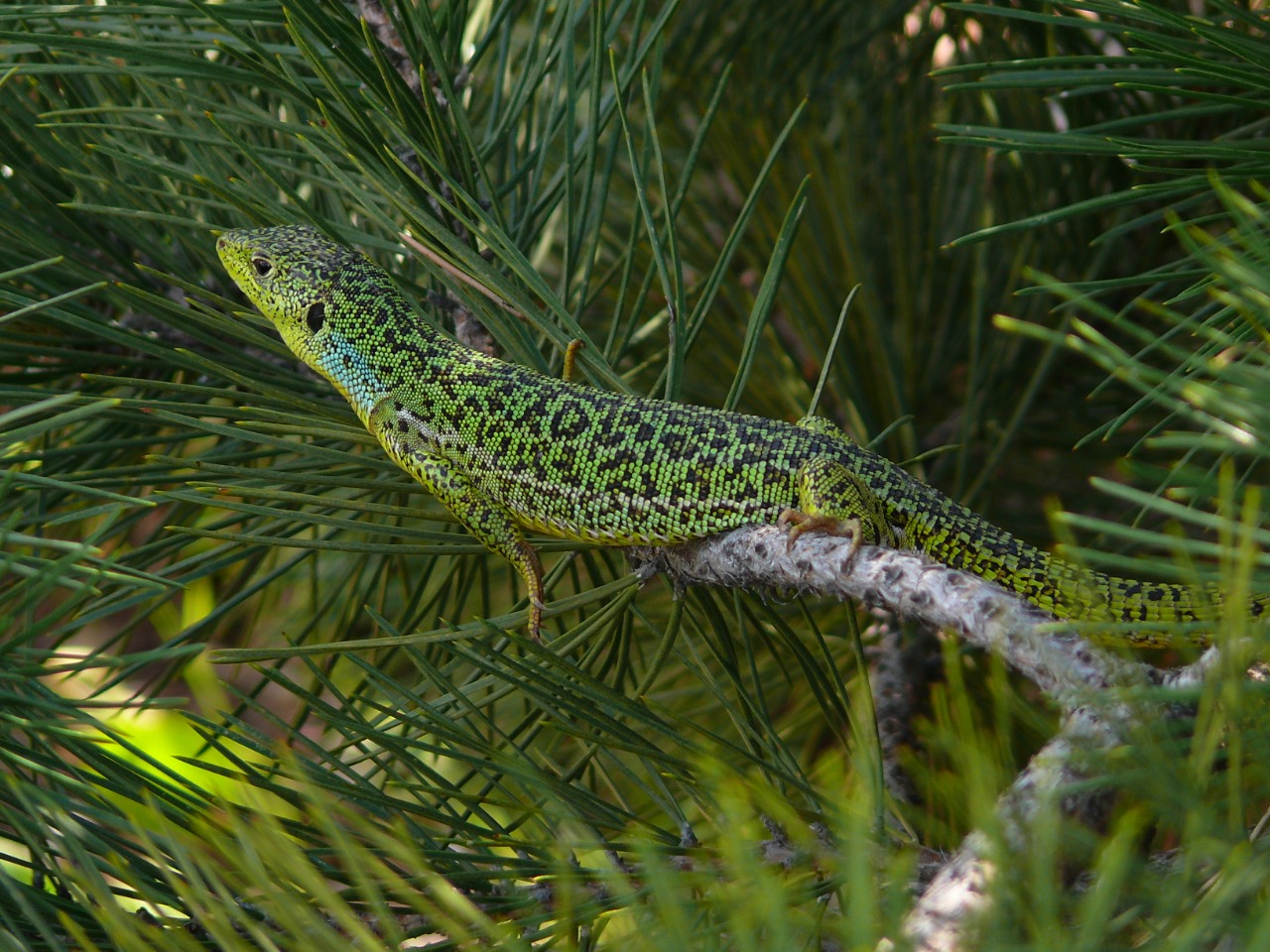 Lacerta diplochondrodes