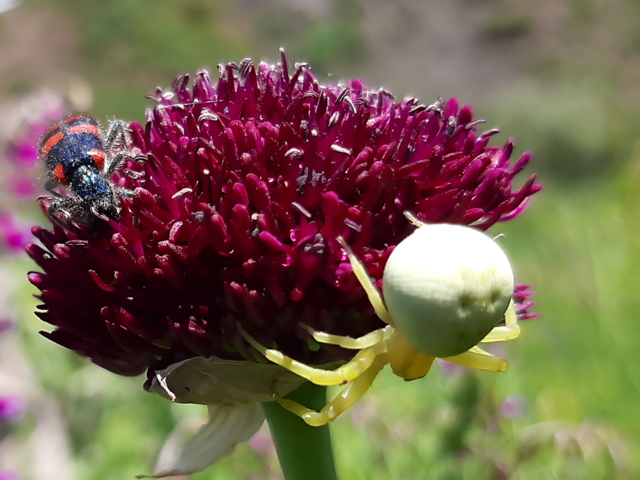 Misumena vatia