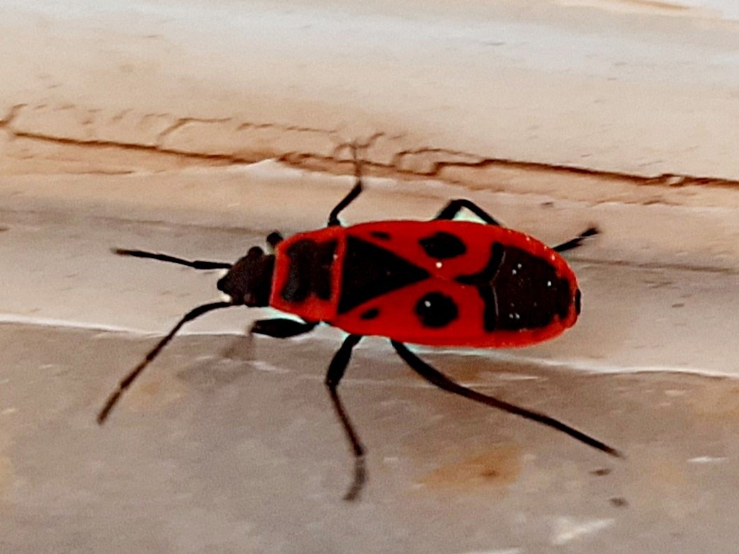 Pyrrhocoris apterus