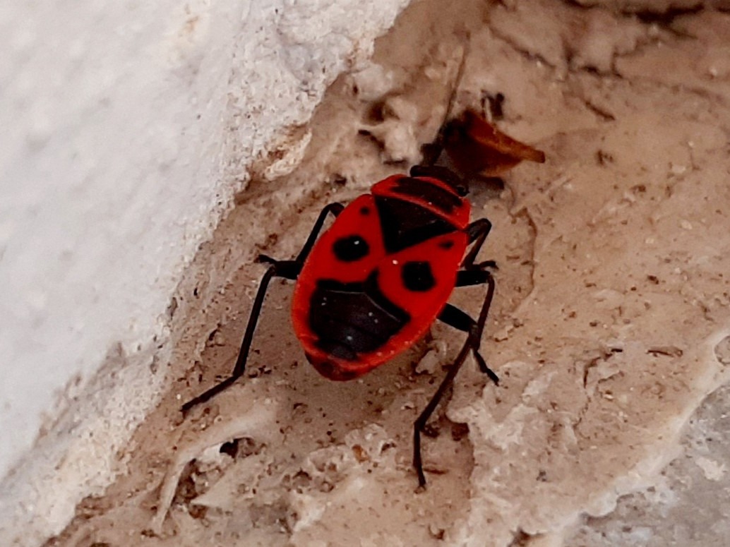 Pyrrhocoris apterus