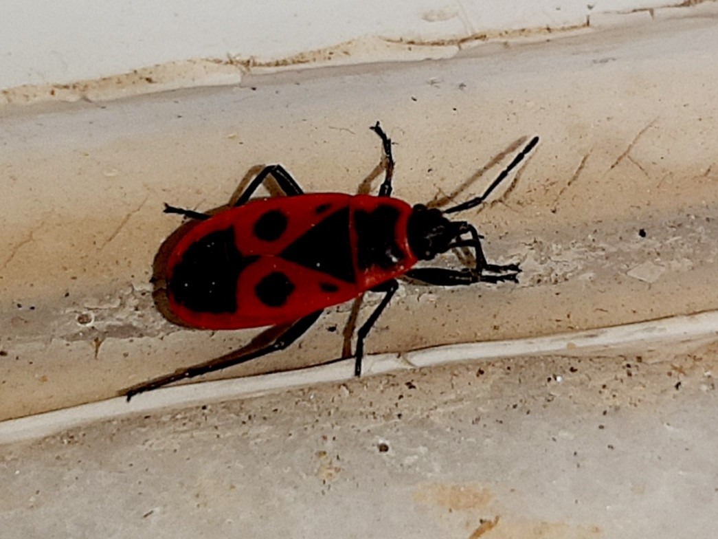 Pyrrhocoris apterus