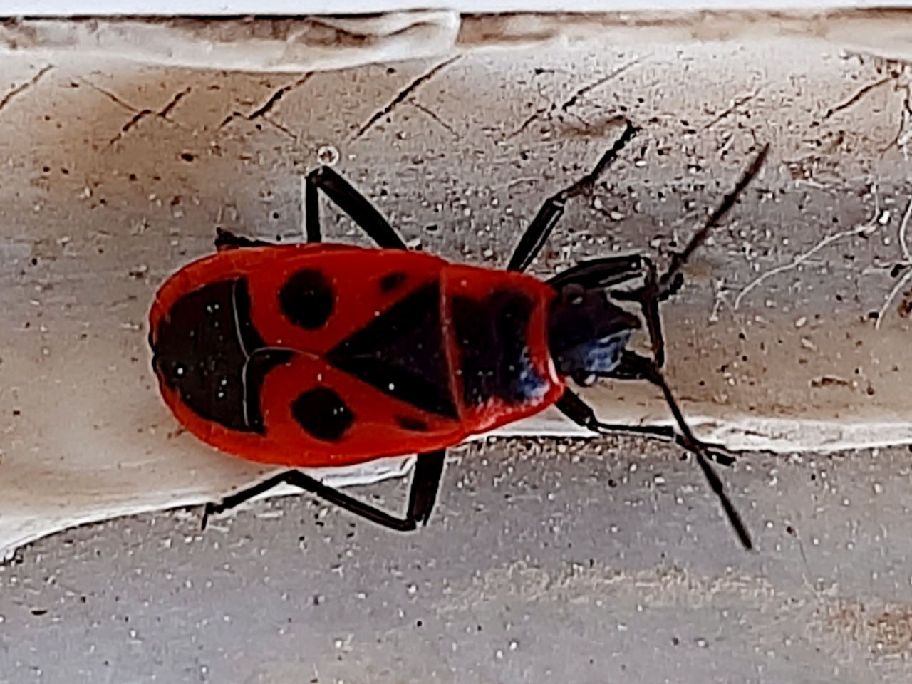 Pyrrhocoris apterus