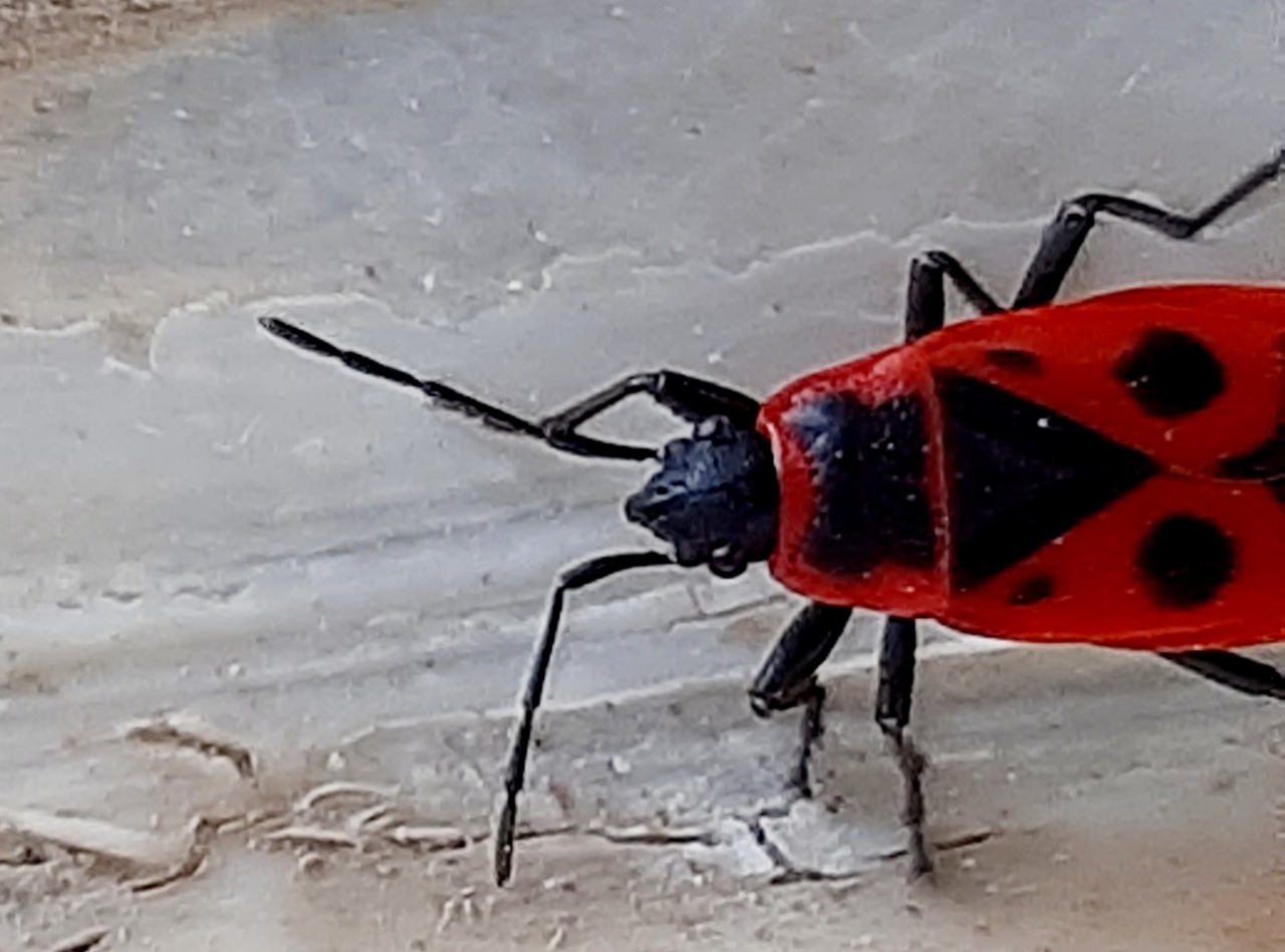 Pyrrhocoris apterus