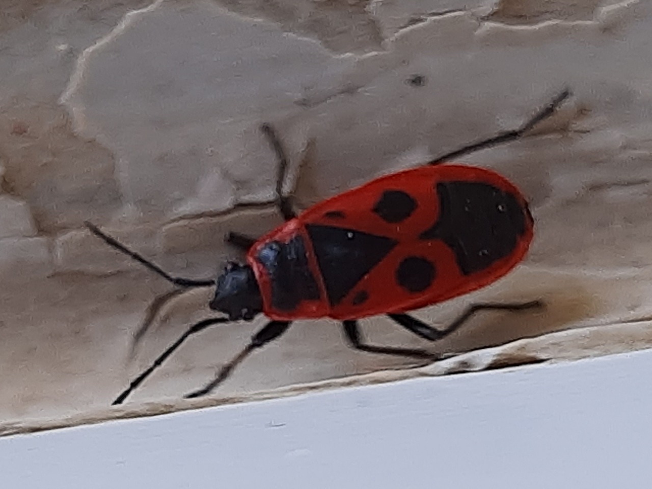 Pyrrhocoris apterus