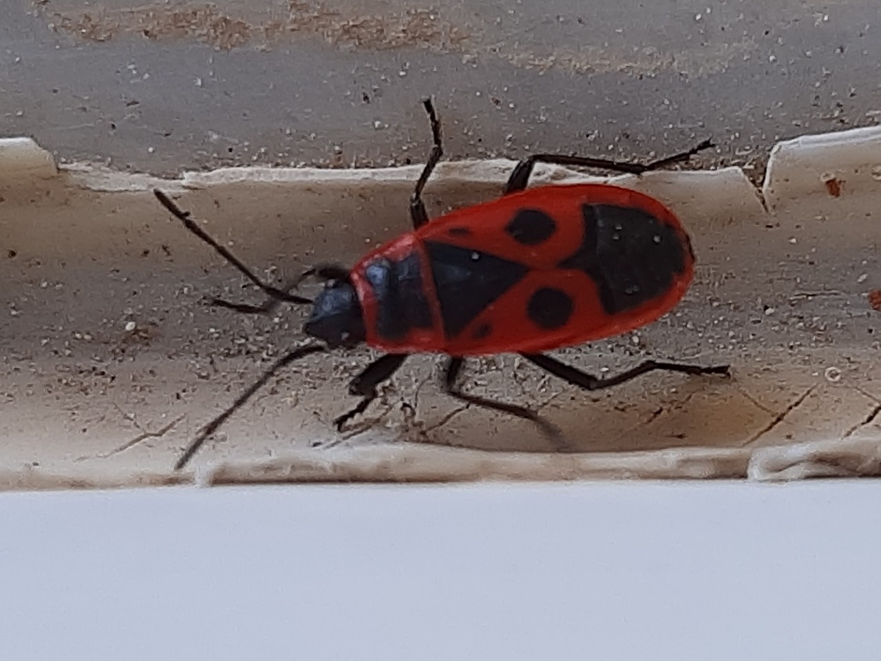 Pyrrhocoris apterus