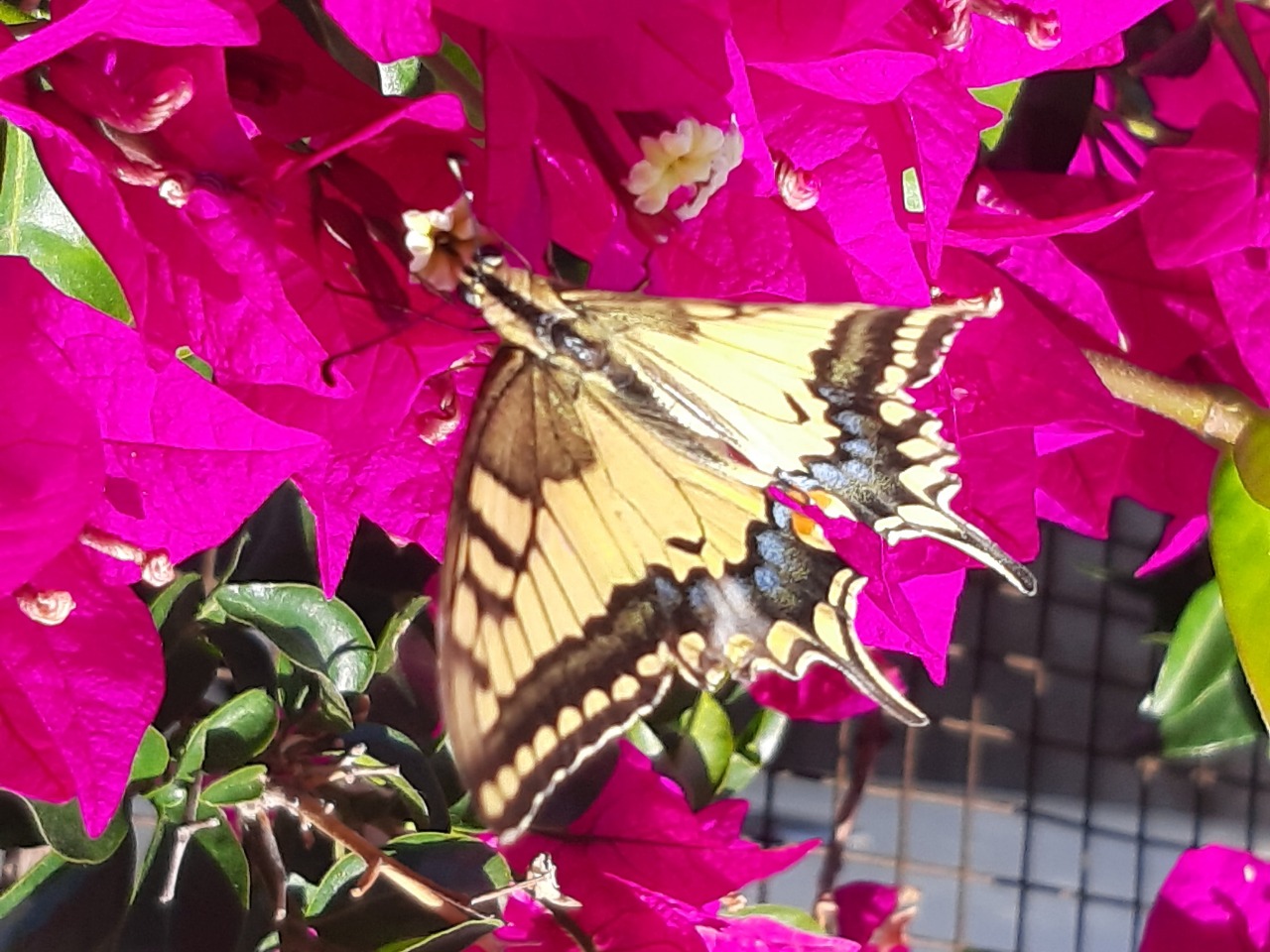 Papilio machaon