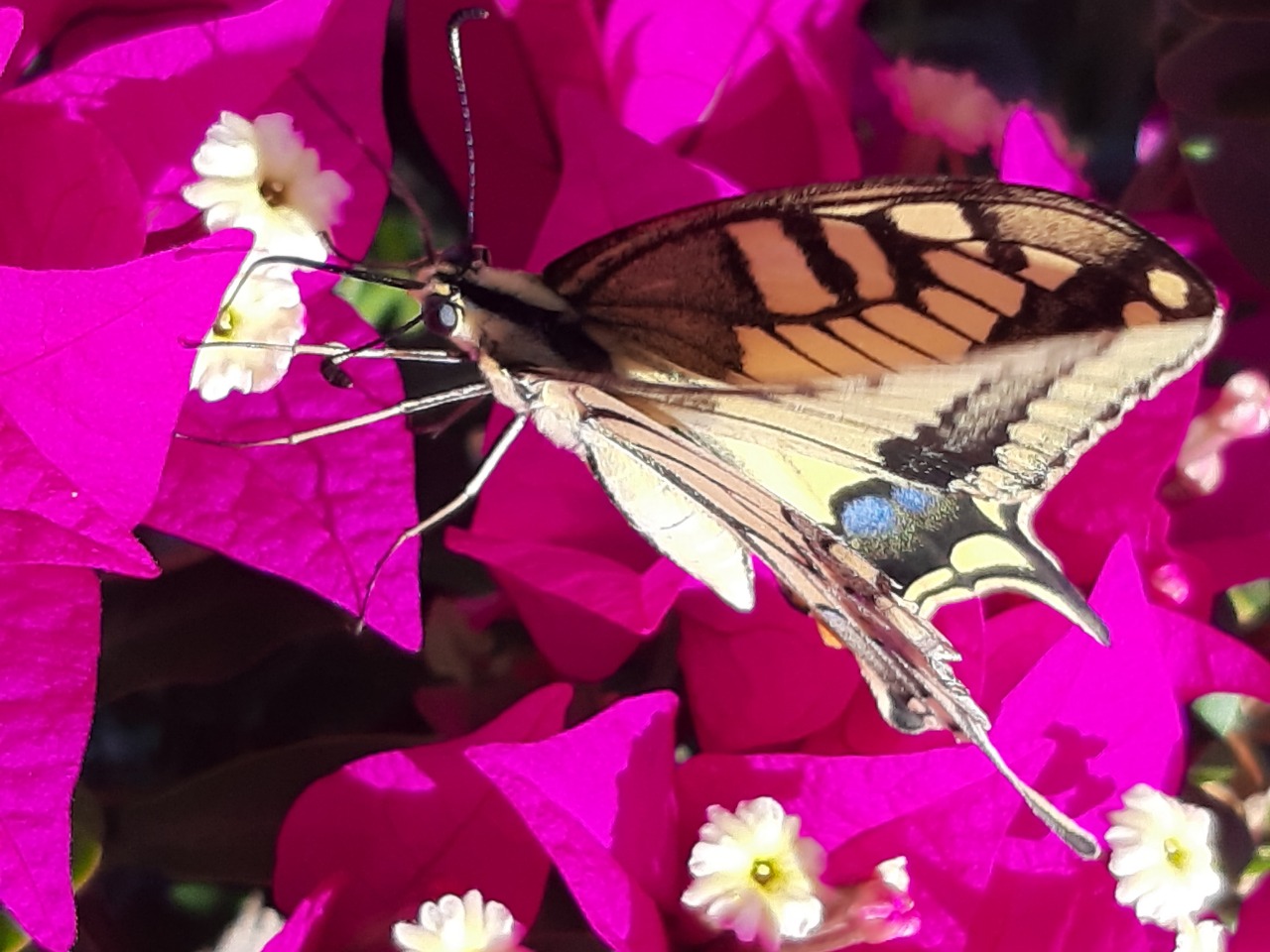 Papilio machaon