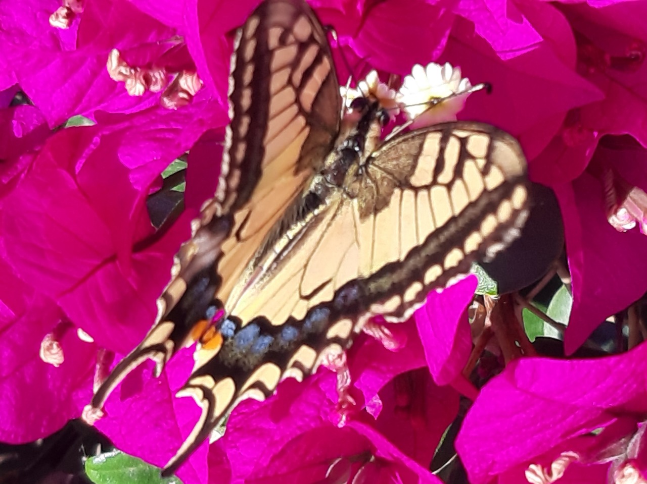 Papilio machaon