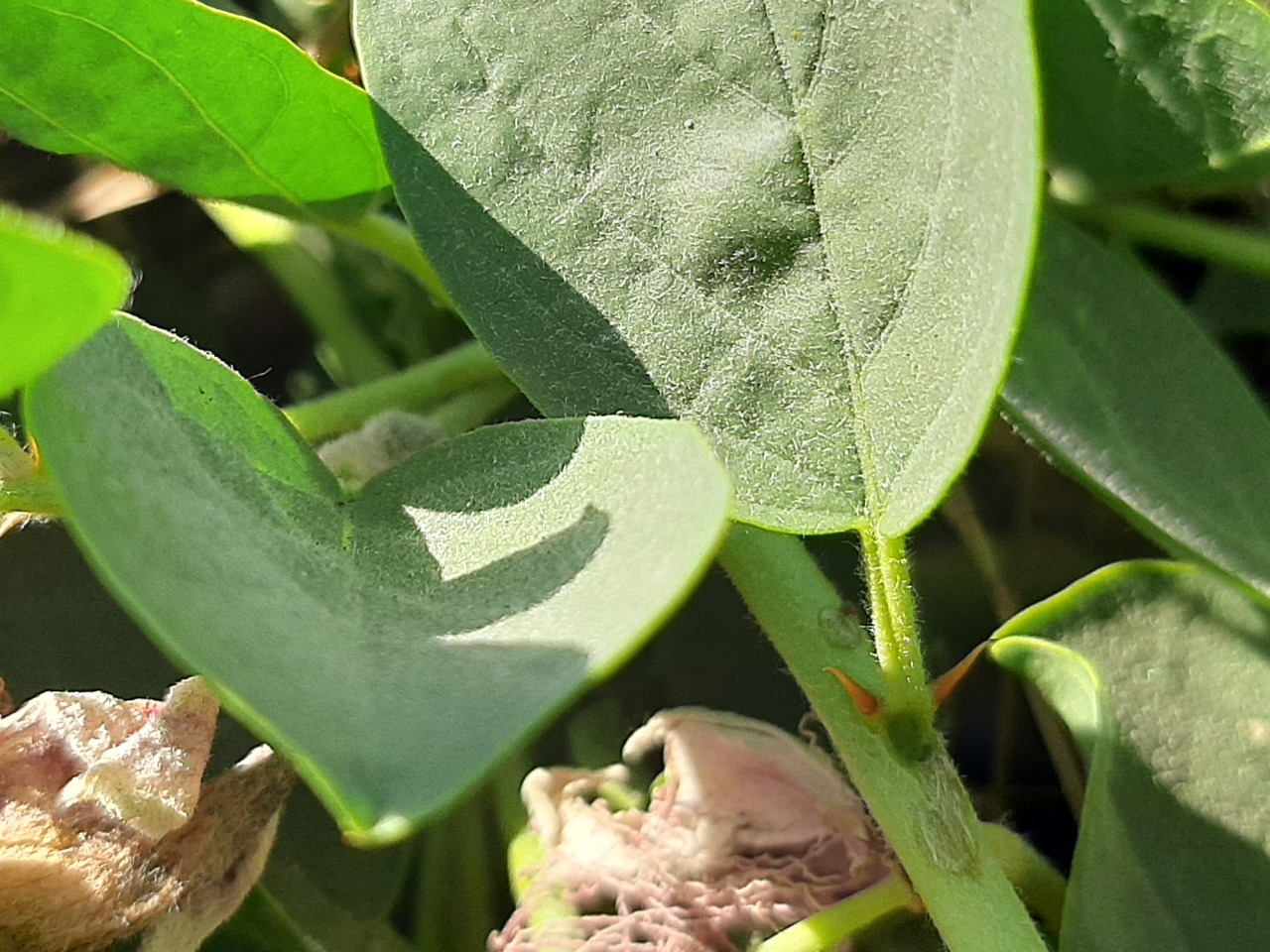 Capparis spinosa var. herbacea